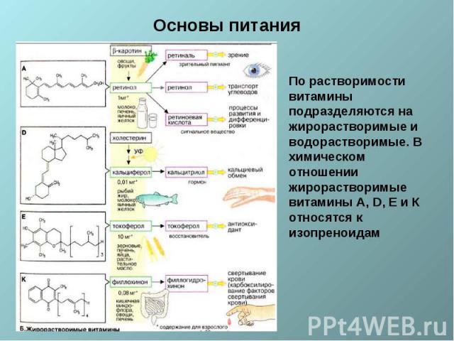 Основы питания