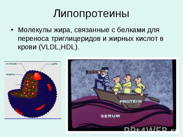 Молекулы жира, связанные с белками для переноса триглицеридов и жирных кислот в крови (VLDL,HDL). Молекулы жира, связанные с белками для переноса триглицеридов и жирных кислот в крови (VLDL,HDL).
