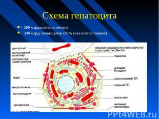 Схема гепатоцита
