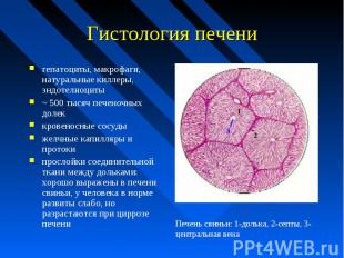 Гистология печени гепатоциты, макрофаги, натуральные киллеры, эндотелиоциты ~ 50