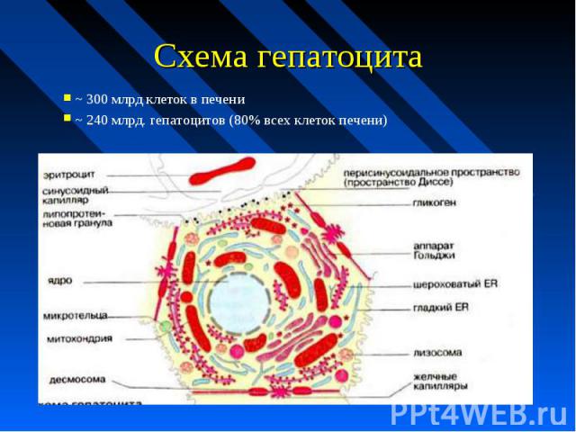 Схема гепатоцита