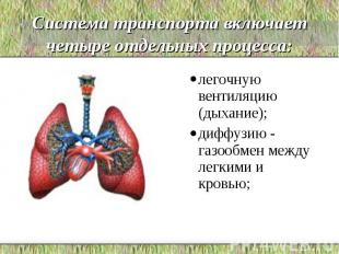 Система транспорта включает четыре отдельных процесса: легочную вентиляцию (дыха