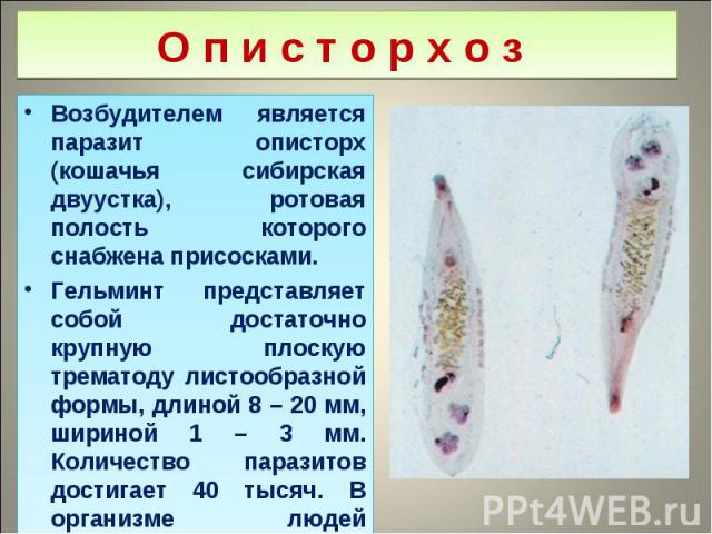 Возбудителем является паразит описторх (кошачья сибирская двуустка), ротовая полость которого снабжена присосками. Возбудителем является паразит описторх (кошачья сибирская двуустка), ротовая полость которого снабжена присосками. Гельминт представля…