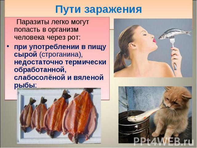 Паразиты легко могут попасть в организм человека через рот: Паразиты легко могут попасть в организм человека через рот: при употреблении в пищу сырой (строганина), недостаточно термически обработанной, слабосолёной и вяленой рыбы;