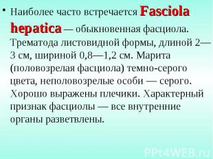 Наиболее часто встречается Fasciola hepatica — обыкновенная фасциола. Трематода