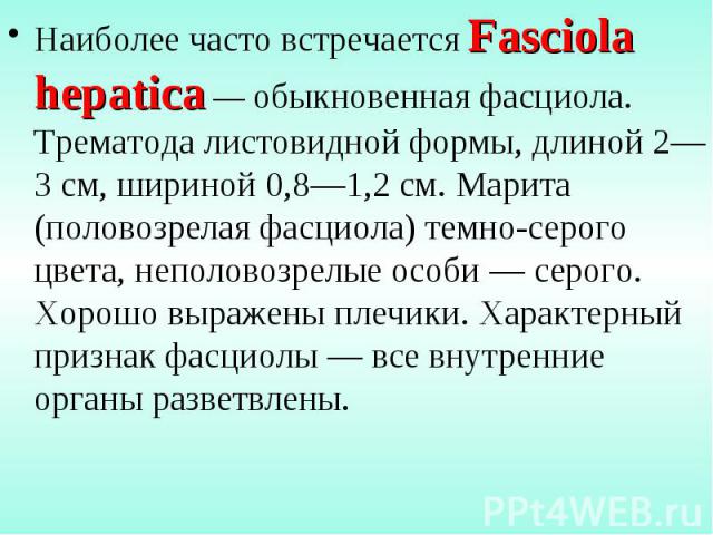 Наиболее часто встречается Fasciola hepatica — обыкновенная фасциола. Трематода листовидной формы, длиной 2—3 см, шириной 0,8—1,2 см. Марита (половозрелая фасциола) темно-серого цвета, неполовозрелые особи — серого. Хорошо выражены плечики. Характер…