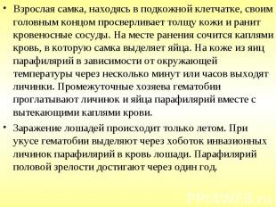 Взрослая самка, находясь в подкожной клетчатке, своим головным концом просверлив