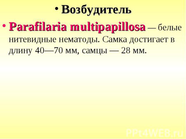 Возбудитель Возбудитель Parafilaria multipapillosa — белые нитевидные нематоды. Самка достигает в длину 40—70 мм, самцы — 28 мм.