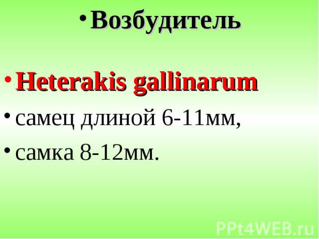 Возбудитель Возбудитель Heterakis gallinarum самец длиной 6-11мм, самка 8-12мм.