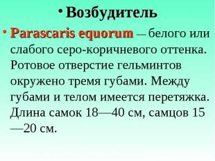 Возбудитель Возбудитель Parascaris equorum — белого или слабого серо-коричневого