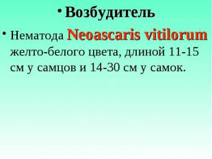 Возбудитель Возбудитель Нематода Neoascaris vitilorum желто-белого цвета, длиной