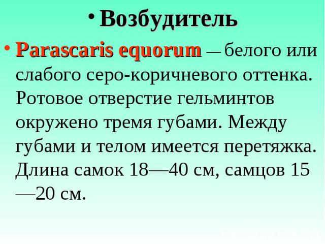 Возбудитель Возбудитель Parascaris equorum — белого или слабого серо-коричневого оттенка. Ротовое отверстие гельминтов окружено тремя губами. Между губами и телом имеется перетяжка. Длина самок 18—40 см, самцов 15—20 см.