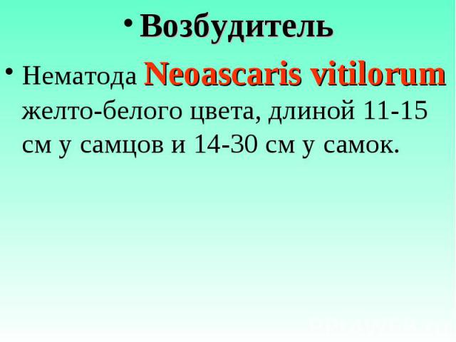Возбудитель Возбудитель Нематода Neoascaris vitilorum желто-белого цвета, длиной 11-15 см у самцов и 14-30 см у самок.