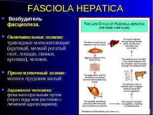 Возбудитель фасциолеза. Возбудитель фасциолеза. Окончательные хозяева: травоядны