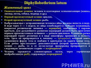 Diphyllobothrium latum Diphyllobothrium latum Жизненный цикл Окончательные хозяе