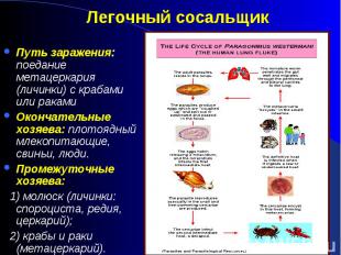 Путь заражения: поедание метацеркария (личинки) с крабами или раками Путь зараже