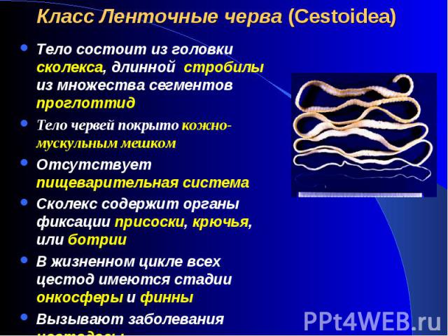 Тело состоит из головки сколекса, длинной стробилы из множества сегментов проглоттид Тело состоит из головки сколекса, длинной стробилы из множества сегментов проглоттид Тело червей покрыто кожно-мускульным мешком Отсутствует пищеварительная система…