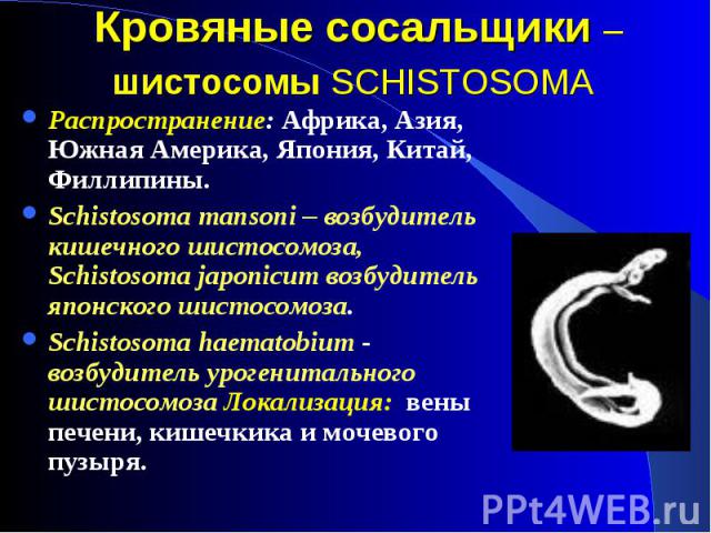 Распространение: Африка, Азия, Южная Америка, Япония, Китай, Филлипины. Распространение: Африка, Азия, Южная Америка, Япония, Китай, Филлипины. Schistosoma mansoni – возбудитель кишечного шистосомоза, Schistosoma japonicum возбудитель японского шист…