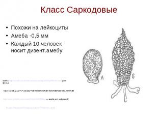 Класс Саркодовые Похожи на лейкоциты Амеба -0,5 мм Каждый 10 человек носит дизен