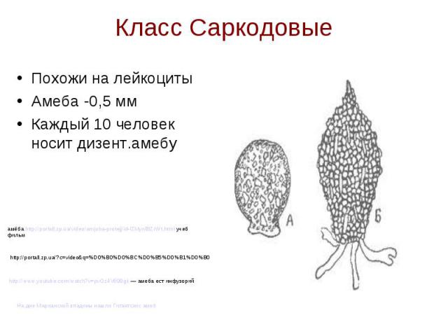 Класс Саркодовые Похожи на лейкоциты Амеба -0,5 мм Каждый 10 человек носит дизент.амебу