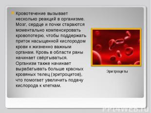 Кровотечение вызывает несколько реакций в организме. Мозг, сердце и почки стараю