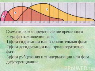 Схематическое представление временного хода фаз заживления раны: 1)фаза гидратац