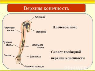 Плечевой пояс Скелет свободной верхней конечности