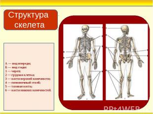 А — вид впереди; Б — вид сзади: 1 — череп; 2 — грудная клетка; 3 — кости верхней