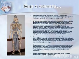 Еще о скелете… Человеческий скелет состоит из двухсот с небольшим отдельных кост