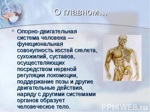О главном… Опорно-двигательная система человека — функциональная совокупность костей скелета, сухожилий, суставов, осуществляющих посредством нервной регуляции локомоции, поддержание позы и другие двигательные действия, наряду с другими системами ор…