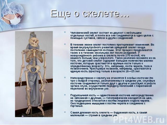 Еще о скелете… Человеческий скелет состоит из двухсот с небольшим отдельных костей, и почти все они соединяются в одно целое с помощью суставов, связок и других соединений. В течение жизни скелет постоянно претерпевает изменения. Во время внутриутро…