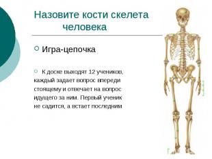 Назовите кости скелета человека Игра-цепочка К доске выходят 12 учеников, каждый