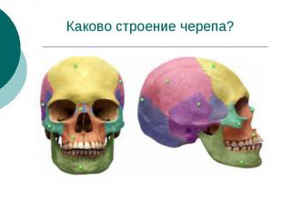 Каково строение черепа?