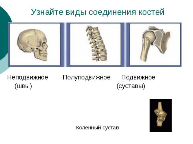 Узнайте виды соединения костей Неподвижное Полуподвижное Подвижное (швы) (суставы) Коленный сустав