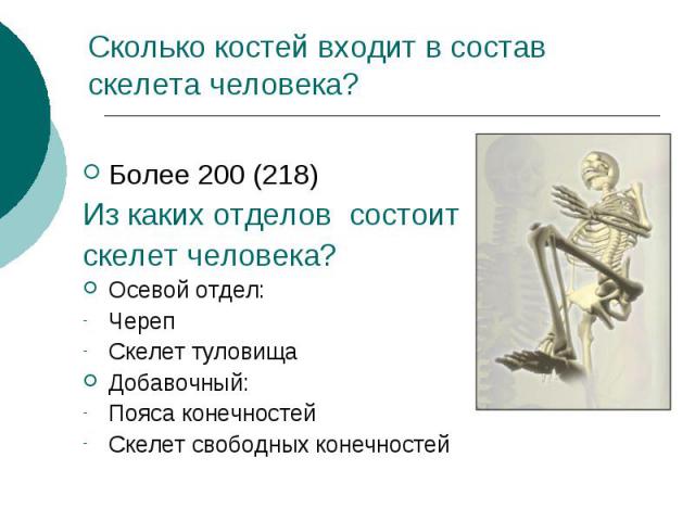 Сколько костей входит в состав скелета человека? Более 200 (218) Из каких отделов состоит скелет человека? Осевой отдел: Череп Скелет туловища Добавочный: Пояса конечностей Скелет свободных конечностей