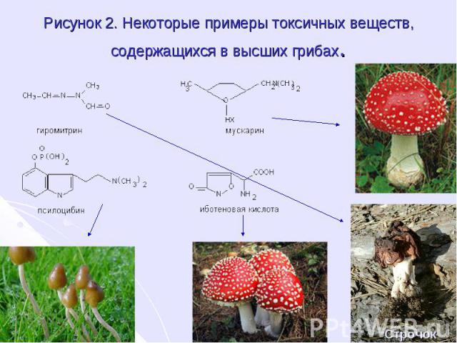 Рисунок 2. Некоторые примеры токсичных веществ, содержащихся в высших грибах.