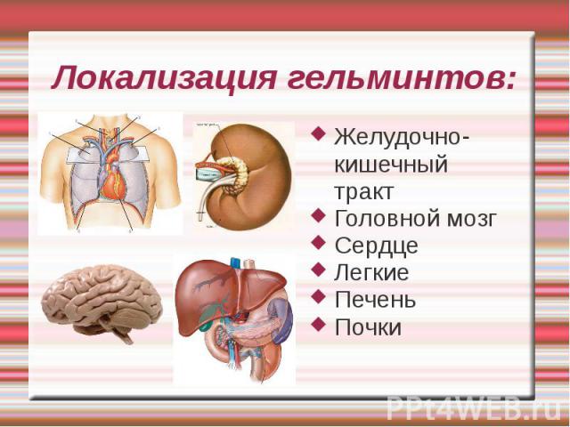 Желудочно-кишечный тракт Желудочно-кишечный тракт Головной мозг Сердце Легкие Печень Почки