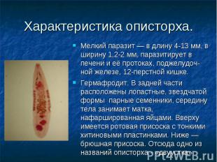 Мелкий паразит — в длину 4-13 мм, в ширину 1,2-2 мм, паразитирует в печени и её