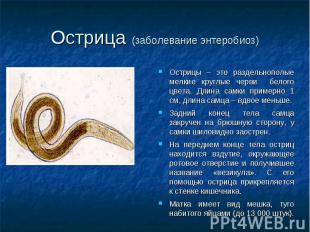 Острицы – это раздельнополые мелкие круглые черви белого цвета. Длина самки прим