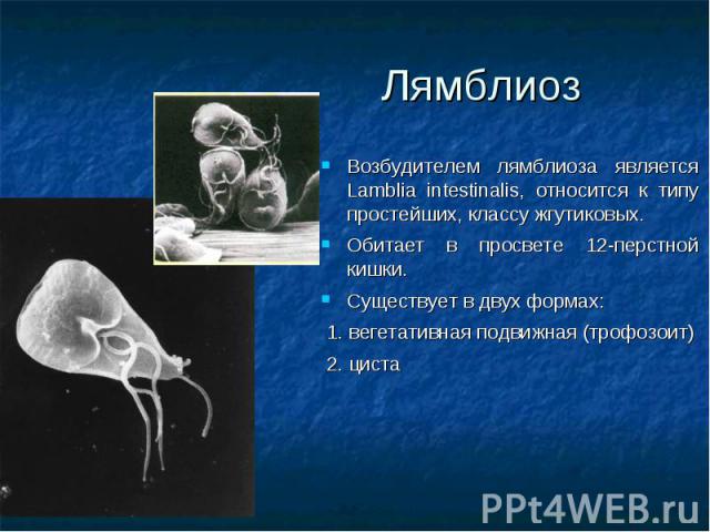 Возбудителем лямблиоза является Lamblia intestinalis, относится к типу простейших, классу жгутиковых. Возбудителем лямблиоза является Lamblia intestinalis, относится к типу простейших, классу жгутиковых. Обитает в просвете 12-перстной кишки. Существ…