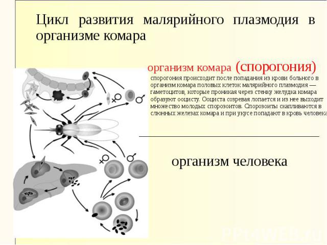 организм комара (спорогония) спорогония происходит после попадания из крови больного в организм комара половых клеток малярийного плазмодия — гаметоцитов, которые проникая через стенку желудка комара образуют ооцисту. Ооциста созревая лопается и из …