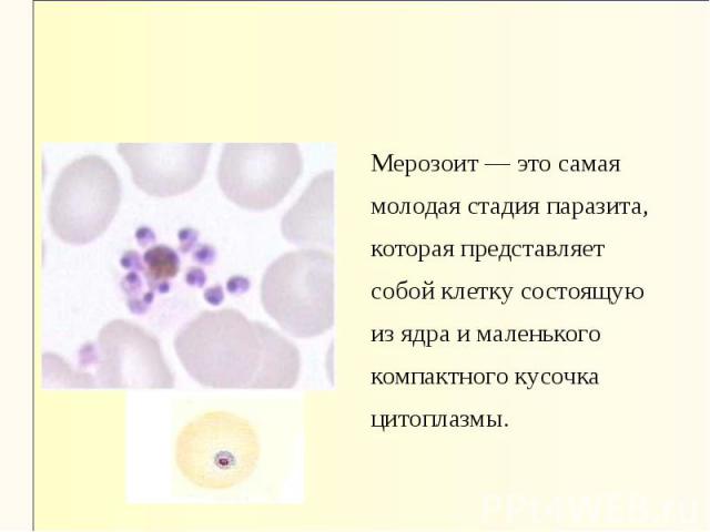 Мерозоит — это самая Мерозоит — это самая молодая стадия паразита, которая представляет собой клетку состоящую из ядра и маленького компактного кусочка цитоплазмы.