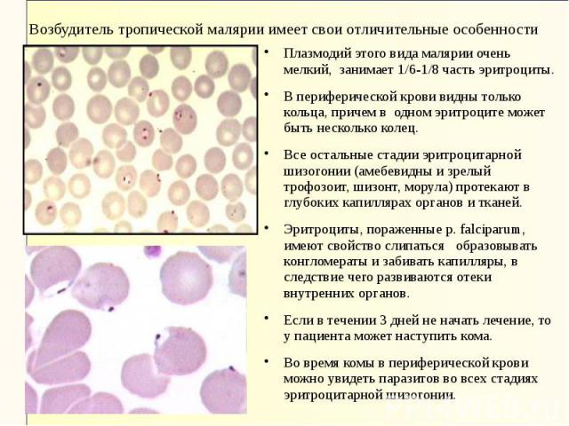 Плазмодий этого вида малярии очень мелкий, занимает 1/6-1/8 часть эритроциты. Плазмодий этого вида малярии очень мелкий, занимает 1/6-1/8 часть эритроциты. В периферической крови видны только кольца, причем в одном эритроците может быть несколько ко…