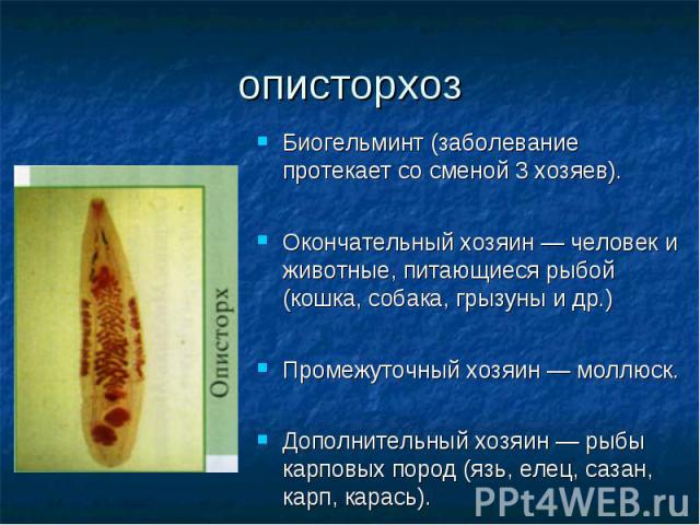 Биогельминт (заболевание протекает со сменой 3 хозяев). Биогельминт (заболевание протекает со сменой 3 хозяев). Окончательный хозяин — человек и животные, питающиеся рыбой (кошка, собака, грызуны и др.) Промежуточный хозяин — моллюск. Дополнительный…