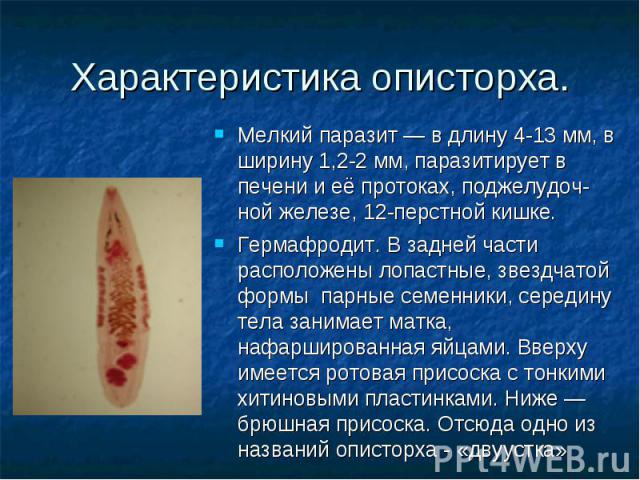 Мелкий паразит — в длину 4-13 мм, в ширину 1,2-2 мм, паразитирует в печени и её протоках, поджелудоч-ной железе, 12-перстной кишке. Мелкий паразит — в длину 4-13 мм, в ширину 1,2-2 мм, паразитирует в печени и её протоках, поджелудоч-ной железе, 12-п…