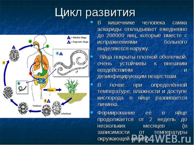 В кишечнике человека самка аскариды откладывает ежедневно до 200000 яиц, которые вместе с испражнениями больного выделяются наружу. В кишечнике человека самка аскариды откладывает ежедневно до 200000 яиц, которые вместе с испражнениями больного выде…