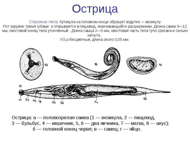 Круглые черви презентация медицина