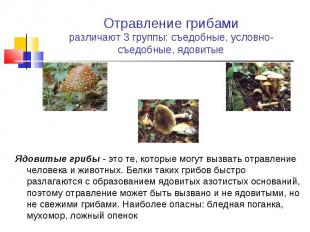 Ядовитые грибы - это те, которые могут вызвать отравление человека и животных. Б