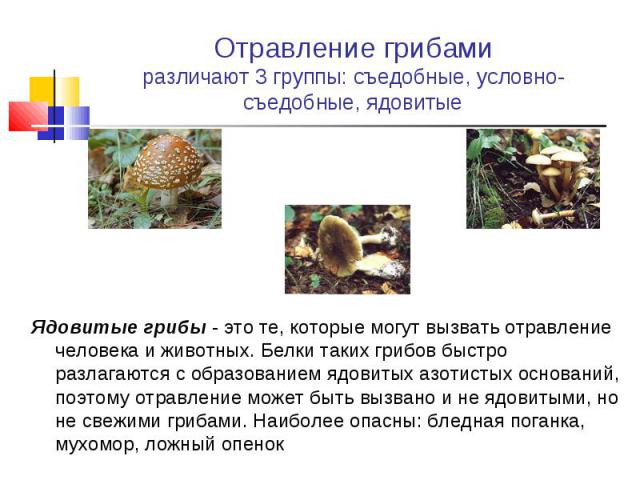 Ядовитые грибы - это те, которые могут вызвать отравление человека и животных. Белки таких грибов быстро разлагаются с образованием ядовитых азотистых оснований, поэтому отравление может быть вызвано и не ядовитыми, но не свежими грибами. Наиболее о…