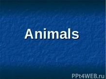 Животные